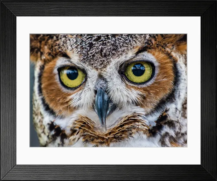 Framed Print : Florida, Miami, Frost Art Museum, Owl Framed Print : Florida, Miami, Frost Art Museum, Owl