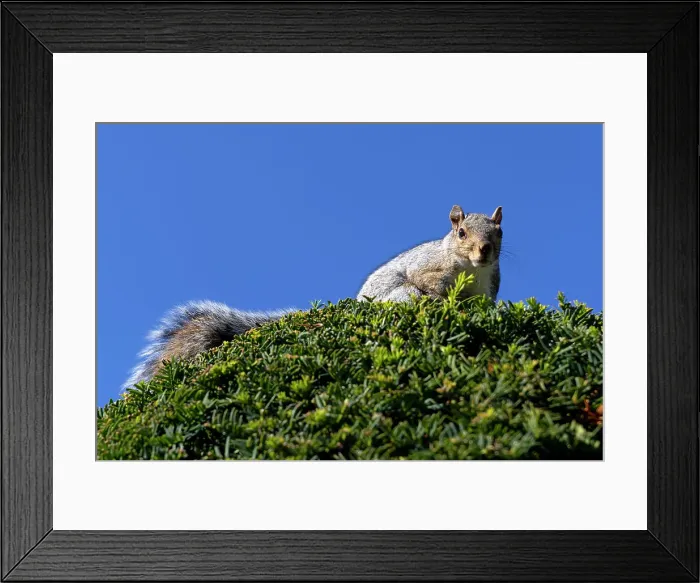 Framed Print : Squirrel