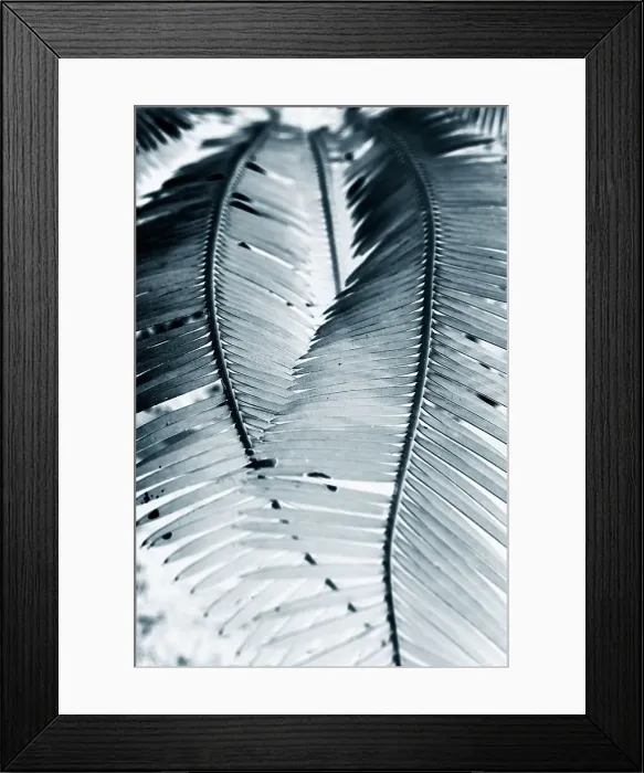 Framed Print : 2 plant fronds forming a heart Framed Print : 2 plant fronds forming a heart