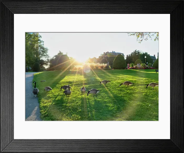 Framed Print : Massachusetts, Boston, Public Garden, Geese Framed Print : Massachusetts, Boston, Public Garden, Geese