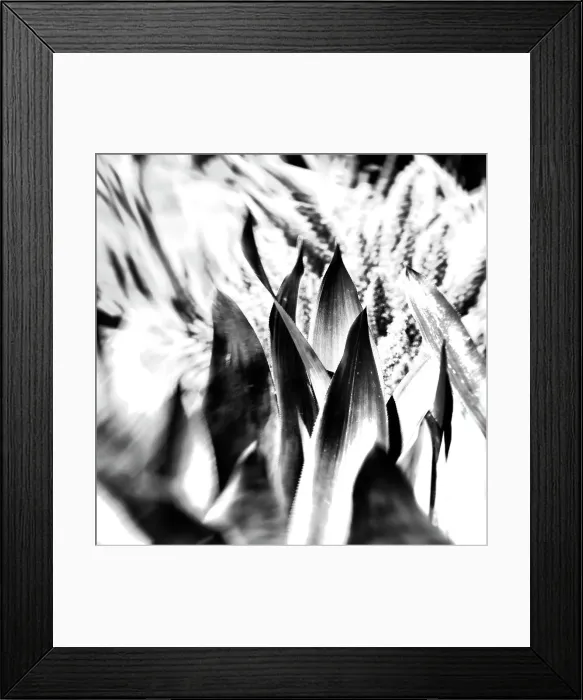 Framed Print : Abstract of a plant