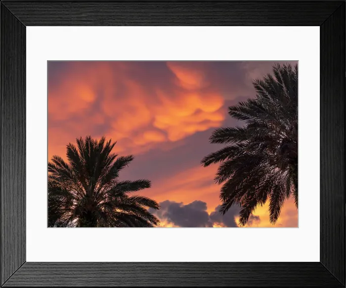 Framed Print : Palm trees with dramatic sky