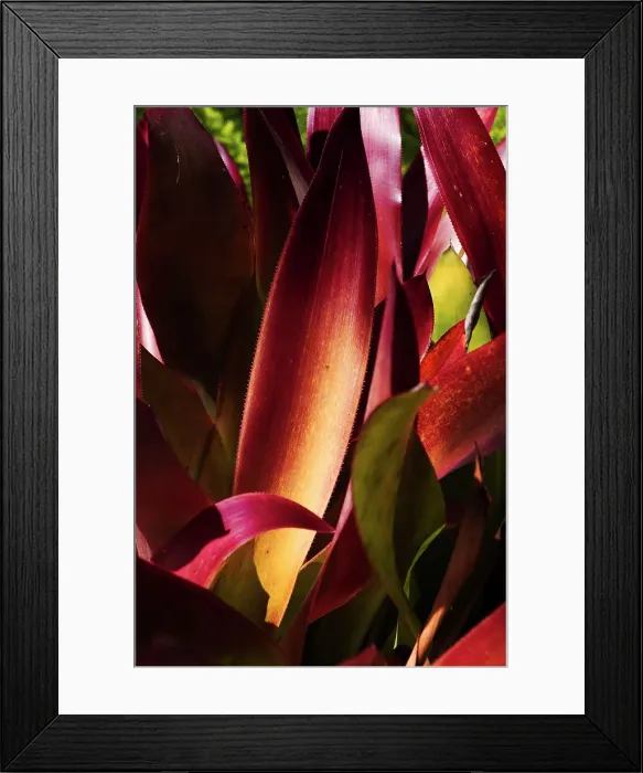 Framed Print : Abstract of a red plant