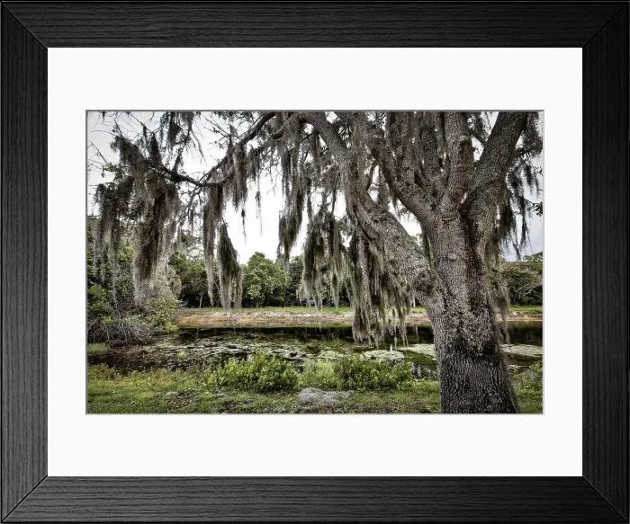Framed Print : Spanish moss hanging on oak tree near lake Framed Print : Spanish moss hanging on oak tree near lake