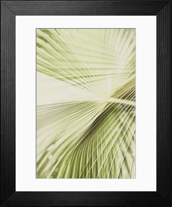 Framed Print : Detail of fan palm