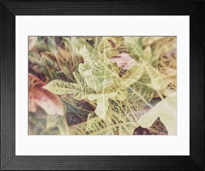 Framed Print : Abstract of Croton plant Framed Print : Abstract of Croton plant