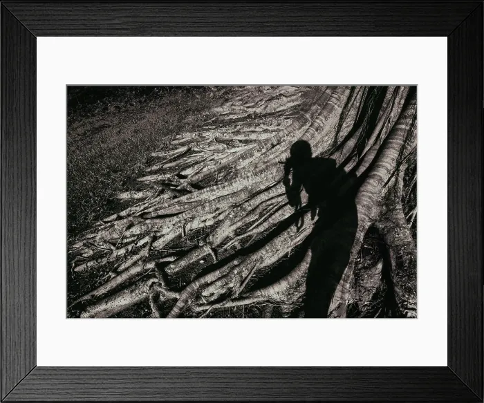 Framed Print : Human shadow over sprawling roots on a banyan tree Framed Print : Human shadow over sprawling roots on a banyan tree