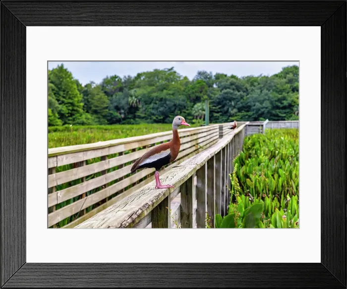 Framed Print : Florida, Boynton Beach, Green Cay Nature Center & Wetlands, Black-Bellied Whistling-Duck Framed Print : Florida, Boynton Beach, Green Cay Nature Center & Wetlands, Black-Bellied Whistling-Duck