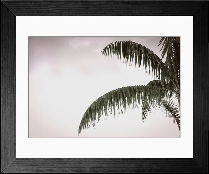 Framed Print : Tropical palm tree and sky Framed Print : Tropical palm tree and sky