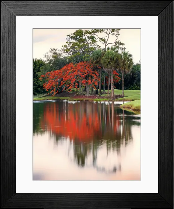 Framed Print : Royal Poinciana tree reflecting over lake Framed Print : Royal Poinciana tree reflecting over lake