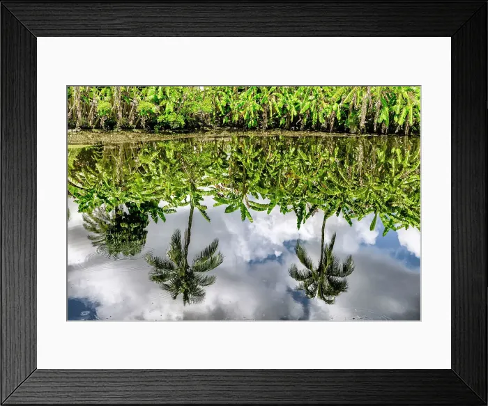 Framed Print : Banana trees reflecting over water Framed Print : Banana trees reflecting over water