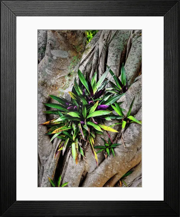 Framed Print : Leaves growing on Banyan tree Framed Print : Leaves growing on Banyan tree