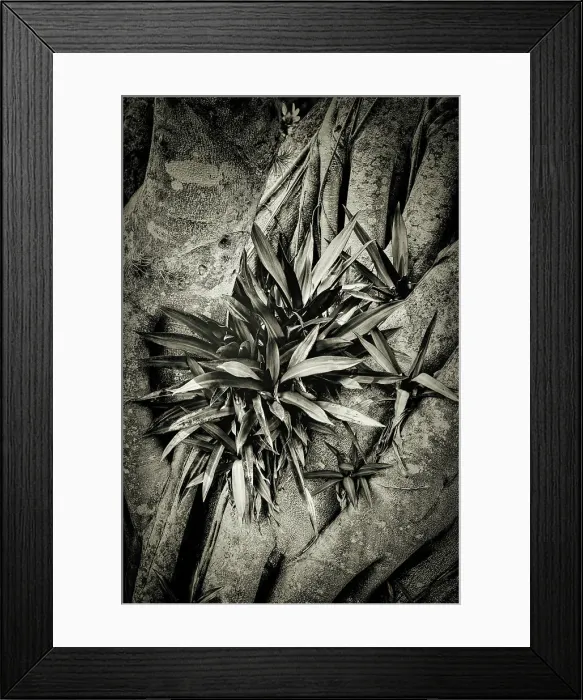 Framed Print : Leaves growing on Banyan tree Framed Print : Leaves growing on Banyan tree