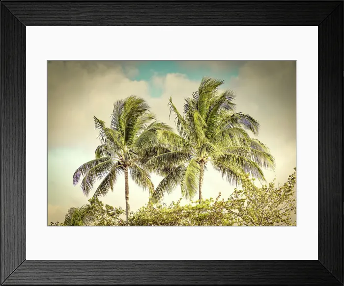 Framed Print : Tropical palm trees