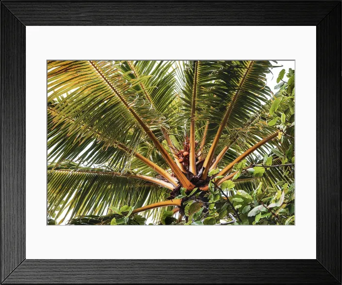 Framed Print : Tropical palm tree Framed Print : Tropical palm tree