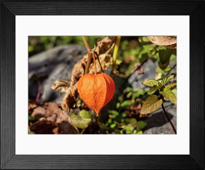 Framed Print : Colorful Fruit (Chinese Lantern) Framed Print : Colorful Fruit (Chinese Lantern)