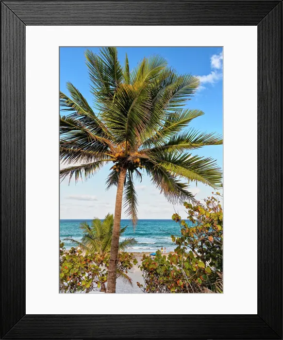 Framed Print : Florida, Boca Raton, Red Reef Park, beach with palm tree Framed Print : Florida, Boca Raton, Red Reef Park, beach with palm tree