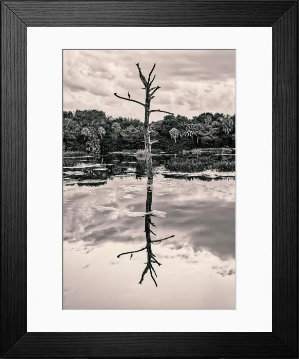 Framed Print : Artistic view of bare tree reflecting over water Framed Print : Artistic view of bare tree reflecting over water