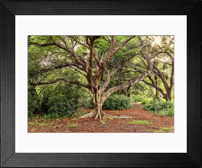 Framed Print : Elaborate Royal Poinciana tree in the woods Framed Print : Elaborate Royal Poinciana tree in the woods