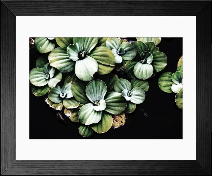 Framed Print : Closeup of patterns on aquatic plants Framed Print : Closeup of patterns on aquatic plants
