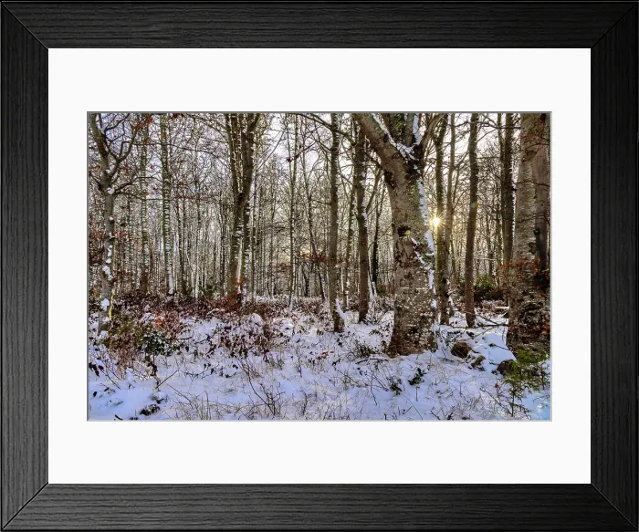 Framed Print : Scotland, Highland, Sutherland, woods in winter