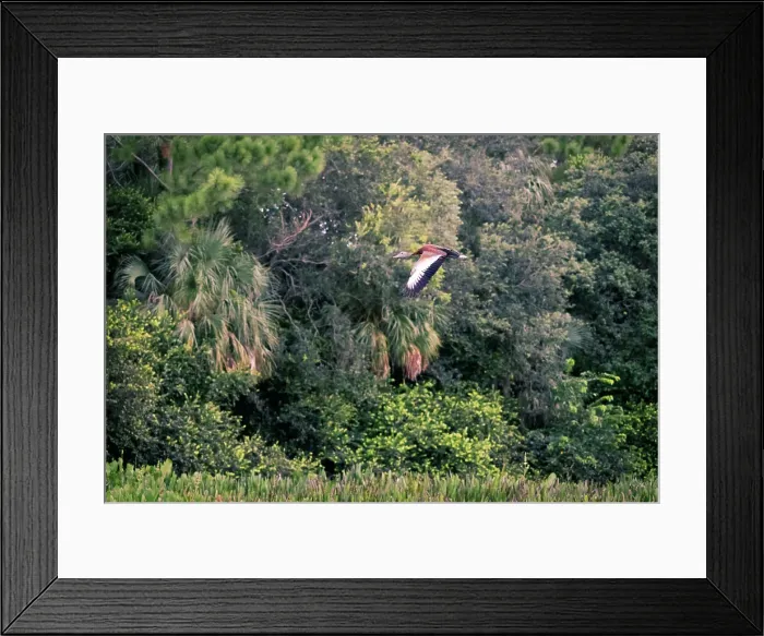 Framed Print : Florida, Boynton Beach, Green Cay Nature Center, Black-bellied Whistling Duck flying over marshland Framed Print : Florida, Boynton Beach, Green Cay Nature Center, Black-bellied Whistling Duck flying over marshland