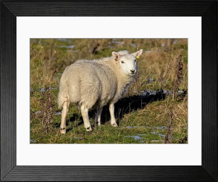 Framed Print : Sheep in meadow Framed Print : Sheep in meadow