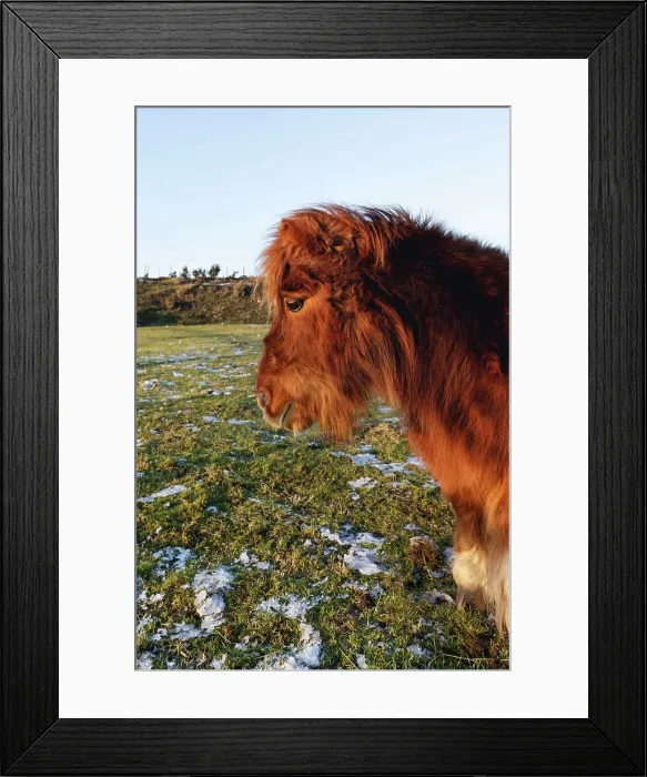 Framed Print : Shetland pony, Scotland, Highlands Framed Print : Shetland pony, Scotland, Highlands