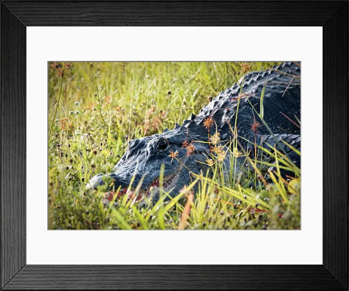 Framed Print : Close up of alligator Framed Print : Close up of alligator