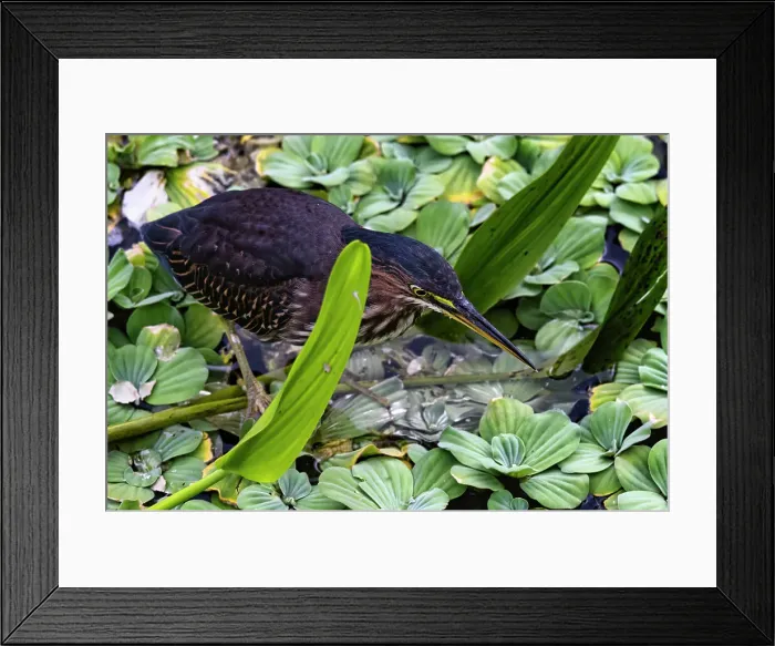 Framed Print : Green Heron camouflaged amongst aquatic plants Framed Print : Green Heron camouflaged amongst aquatic plants