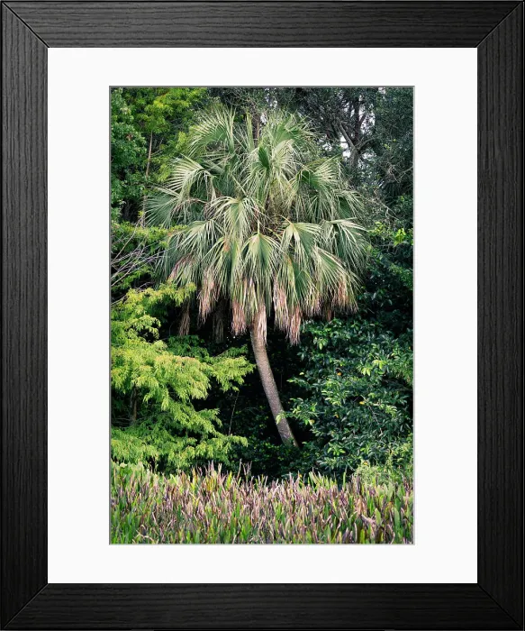 Framed Print : Exotic palm tree surrounded my plants and shrubs Framed Print : Exotic palm tree surrounded my plants and shrubs