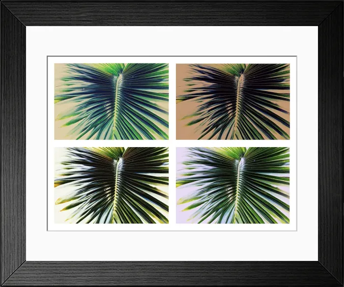 Framed Print : Detail of 4 different shades of palm fronds Framed Print : Detail of 4 different shades of palm fronds