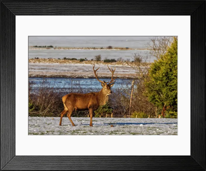 Framed Print : Deer in winter Framed Print : Deer in winter