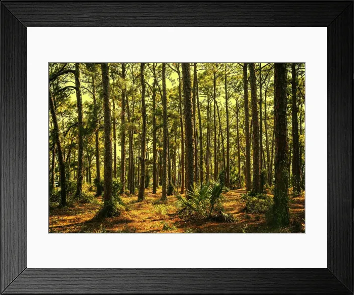 Framed Print : Forest trees at sunset Framed Print : Forest trees at sunset