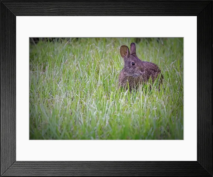 Framed Print : Close up of Marsh Rabbit Framed Print : Close up of Marsh Rabbit