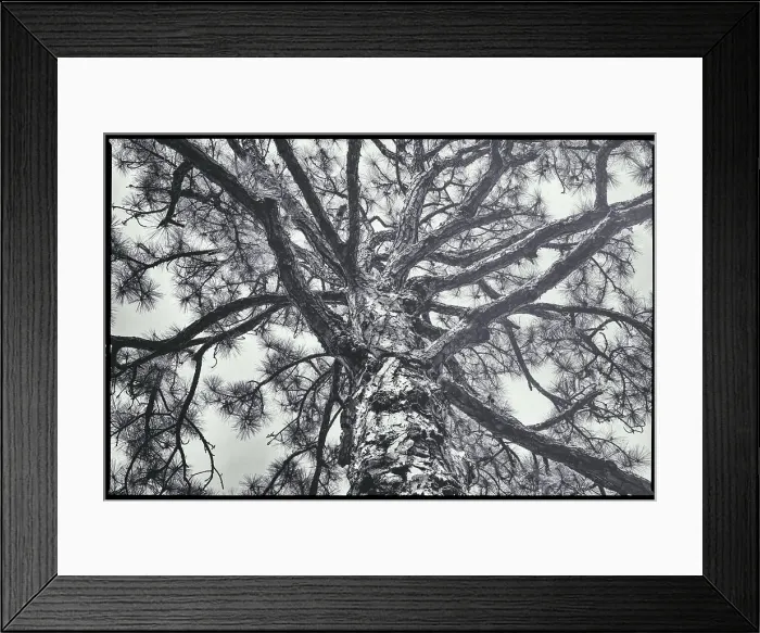 Framed Print : Tree with branches spread out Framed Print : Tree with branches spread out