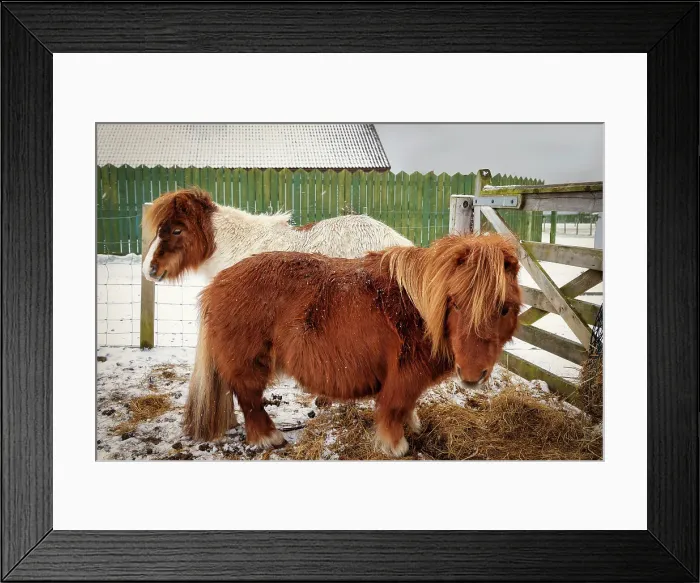 Framed Print : UK, Scotland, Balintore, Ponies at the farm Framed Print : UK, Scotland, Balintore, Ponies at the farm