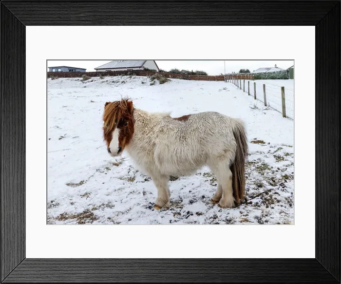 Framed Print : UK, Scotland, Balintore, Pony on field Framed Print : UK, Scotland, Balintore, Pony on field
