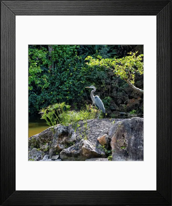 Framed Print : Grey heron