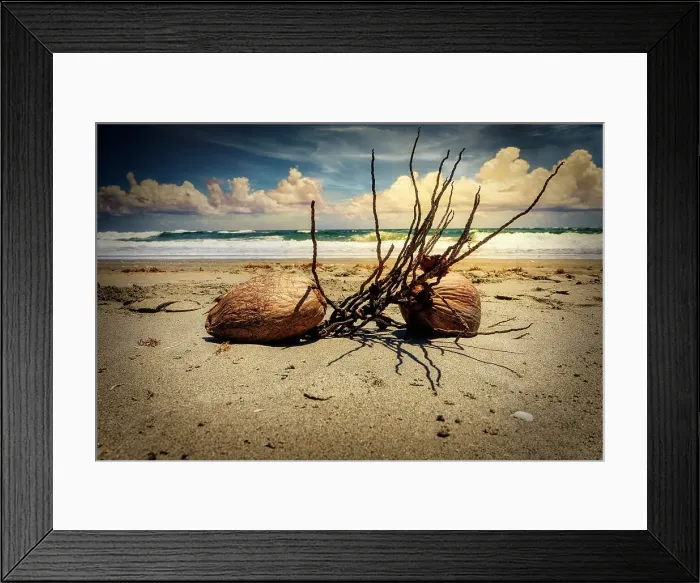 Framed Print : Florida, Boca Raton, Beach with twigs and coconuts Framed Print : Florida, Boca Raton, Beach with twigs and coconuts