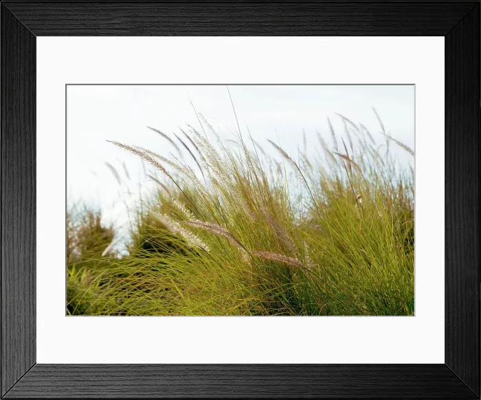 Framed Print : Feather reed grass blowing in wind Framed Print : Feather reed grass blowing in wind