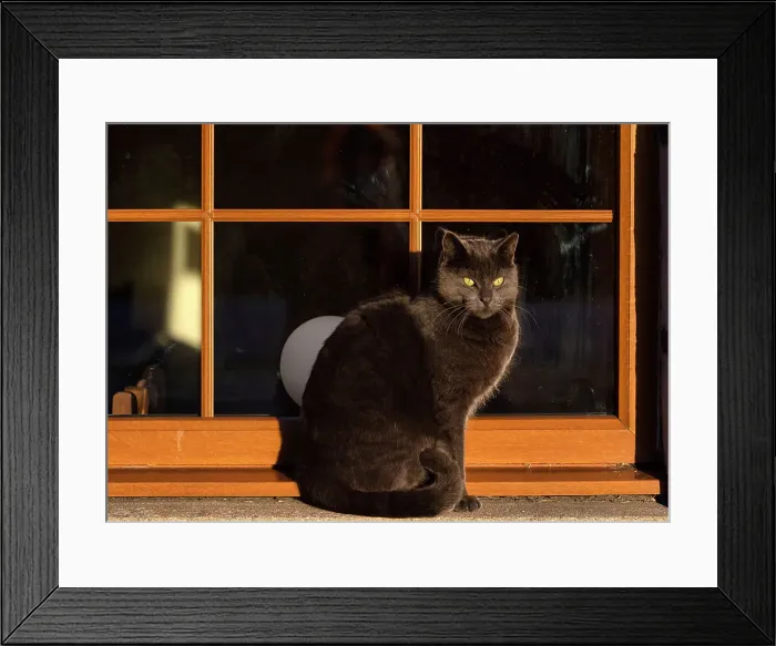 Framed Print : Black cat Framed Print : Black cat