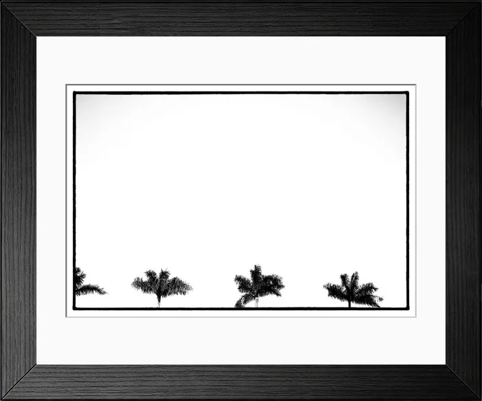 Framed Print : Palm trees against white sky Framed Print : Palm trees against white sky