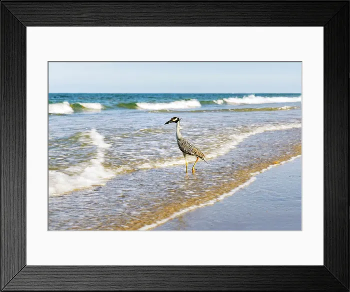 Framed Print : Grey heron on beach Framed Print : Grey heron on beach