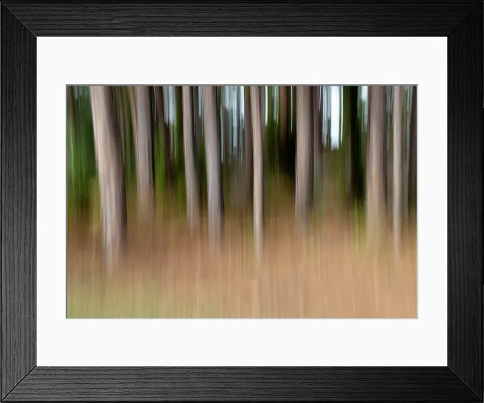 Framed Print : Abstract of tree trunks in forest Framed Print : Abstract of tree trunks in forest