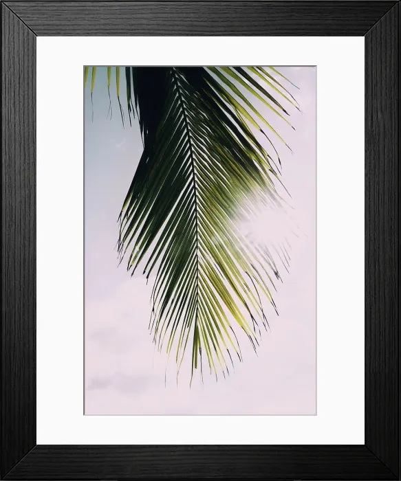 Framed Print : Tropical palm tree with sun bursting through palm Framed Print : Tropical palm tree with sun bursting through palm