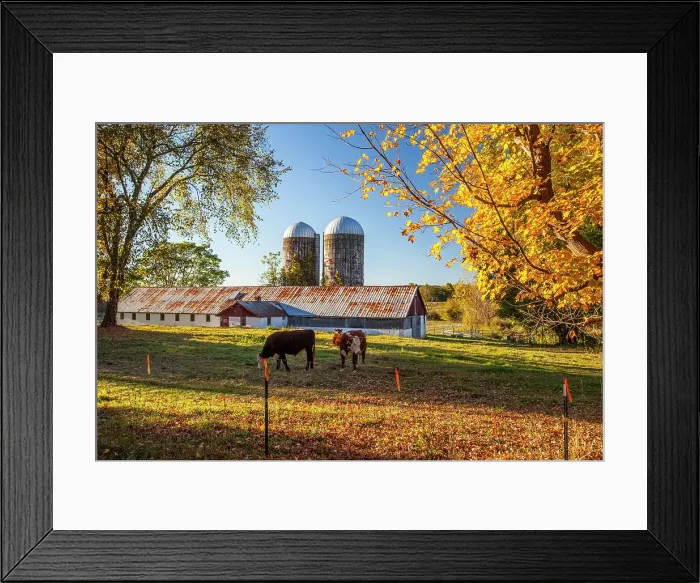 Framed Print : New York State farm in Beekman, cows with barn and silos