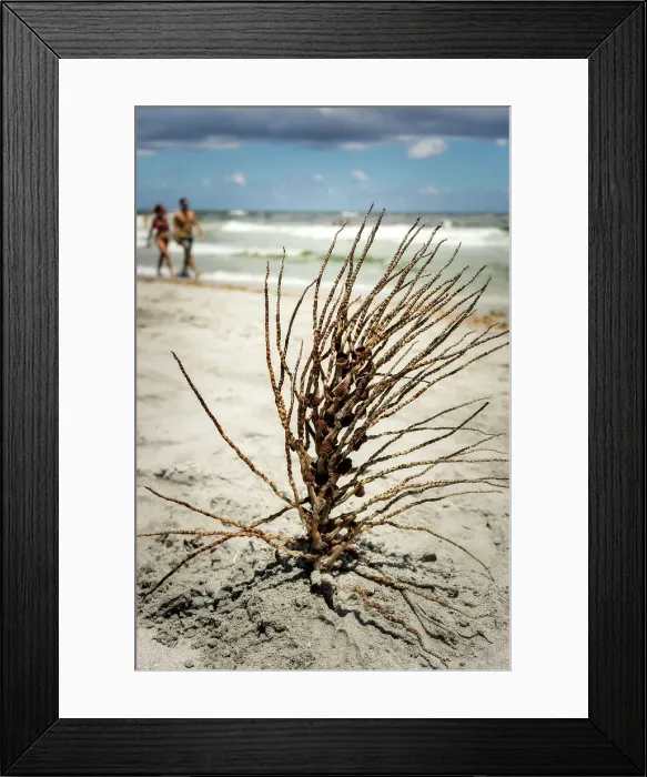 Framed Print : Florida, Boca Raton Couple walking on Beach with twigs Framed Print : Florida, Boca Raton Couple walking on Beach with twigs