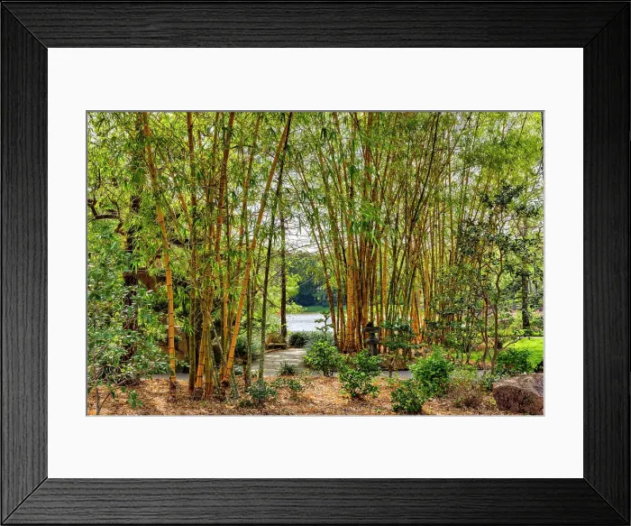 Framed Print : Florida, Delray Beach, Morikami Museum and Japanese Gardens, bamboo tree forest Framed Print : Florida, Delray Beach, Morikami Museum and Japanese Gardens, bamboo tree forest