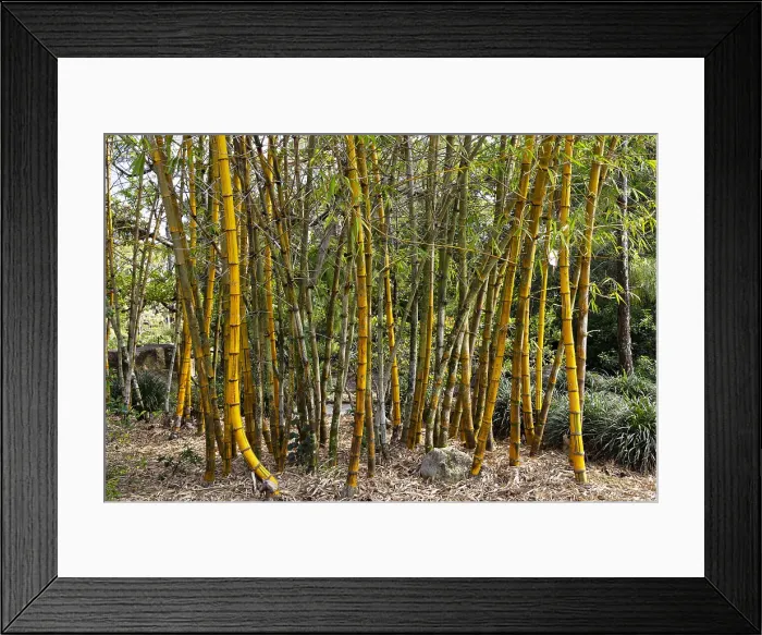 Framed Print : Morikami Museum and Japanese Gardens in Delray Beach Florida Framed Print : Morikami Museum and Japanese Gardens in Delray Beach Florida